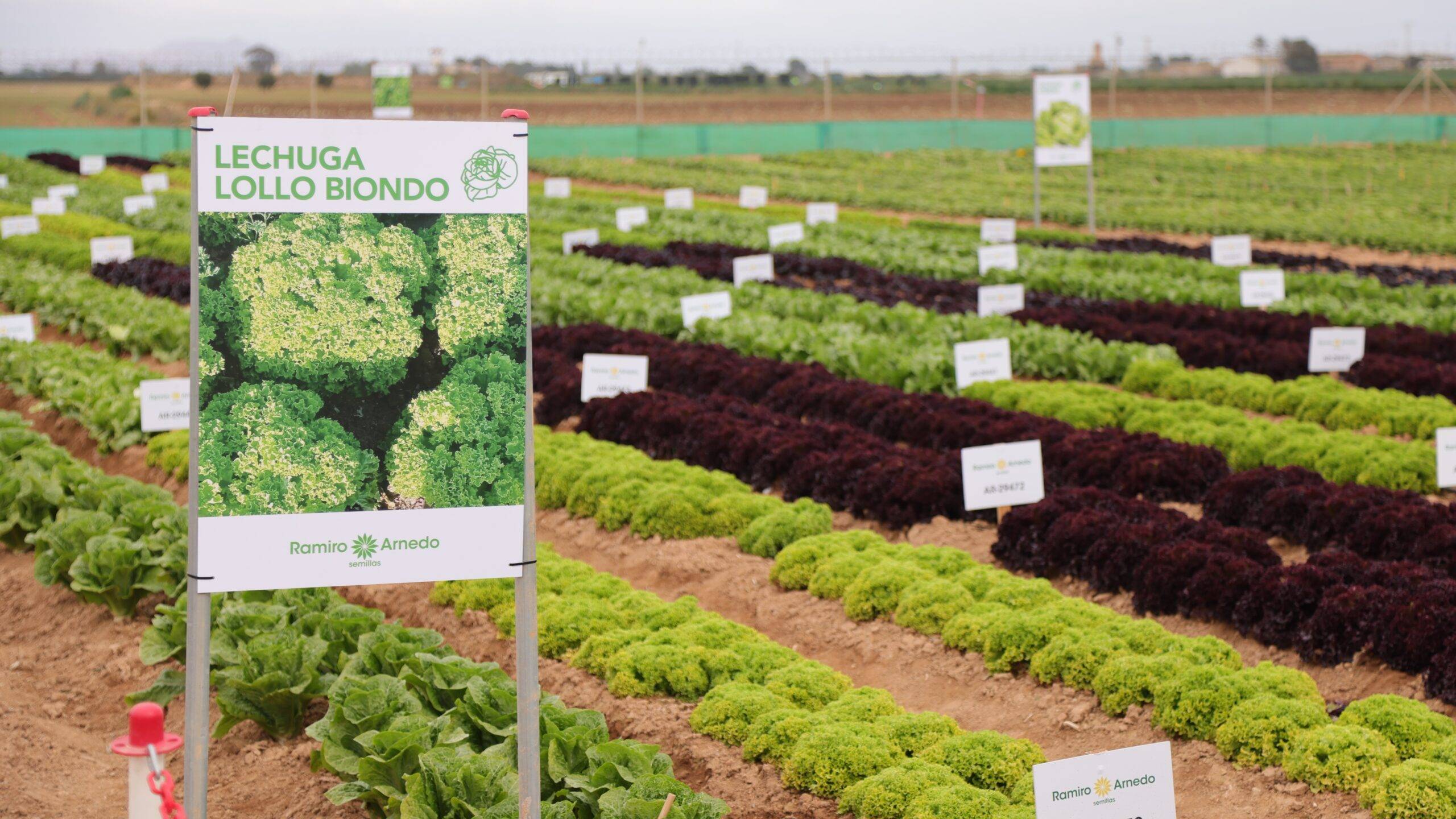 ramiro arnedo|ramiro arnedo|ramiro arnedo|ramiro arnedo|ramiro arnedo